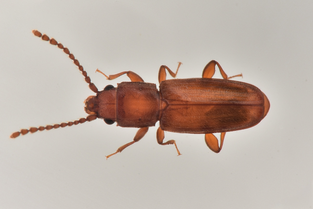 Laemophloeidae: femmina di Placonotus testaceus